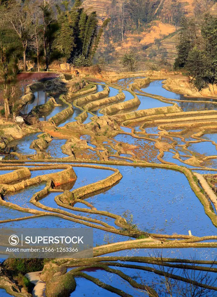 China, Yunnan, Yuanyang, rice terraces,