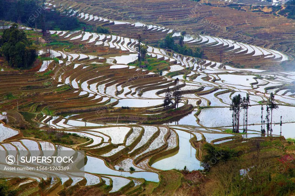 China, Yunnan, Yuanyang, rice terraces,