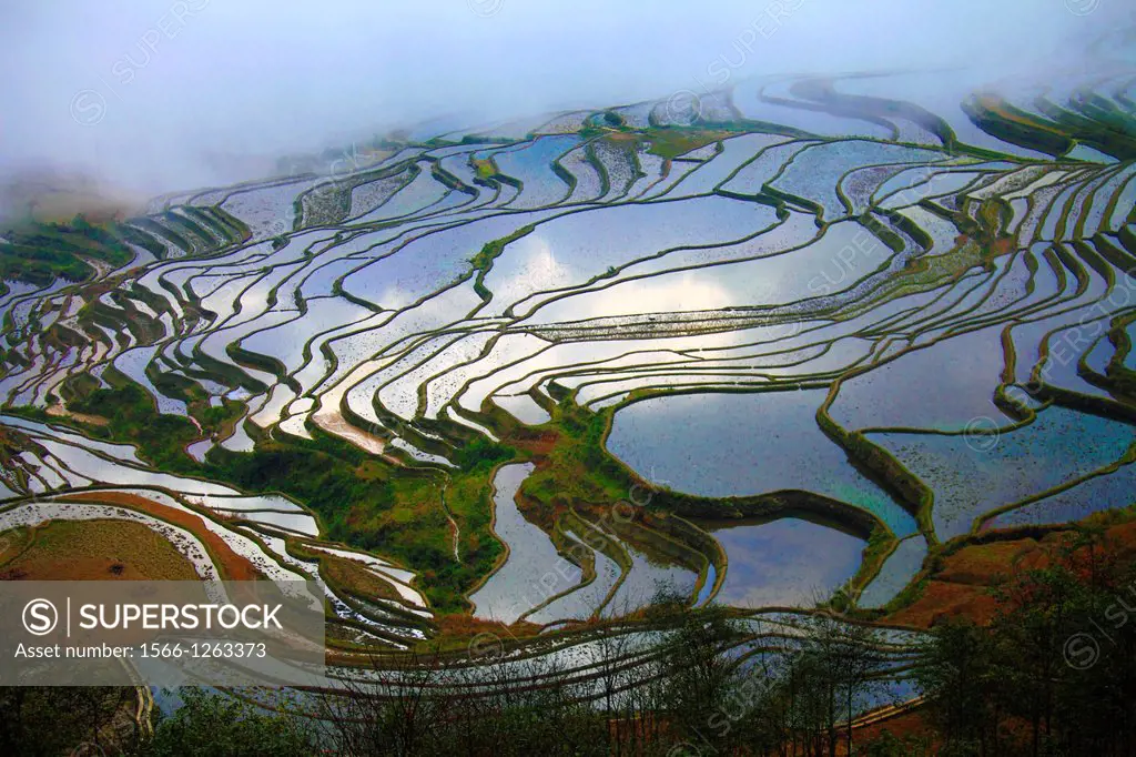 China, Yunnan, Yuanyang, Shengcun, rice terraces,
