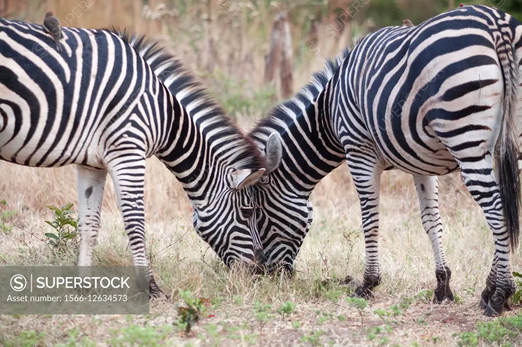 zebras. hwange national park.