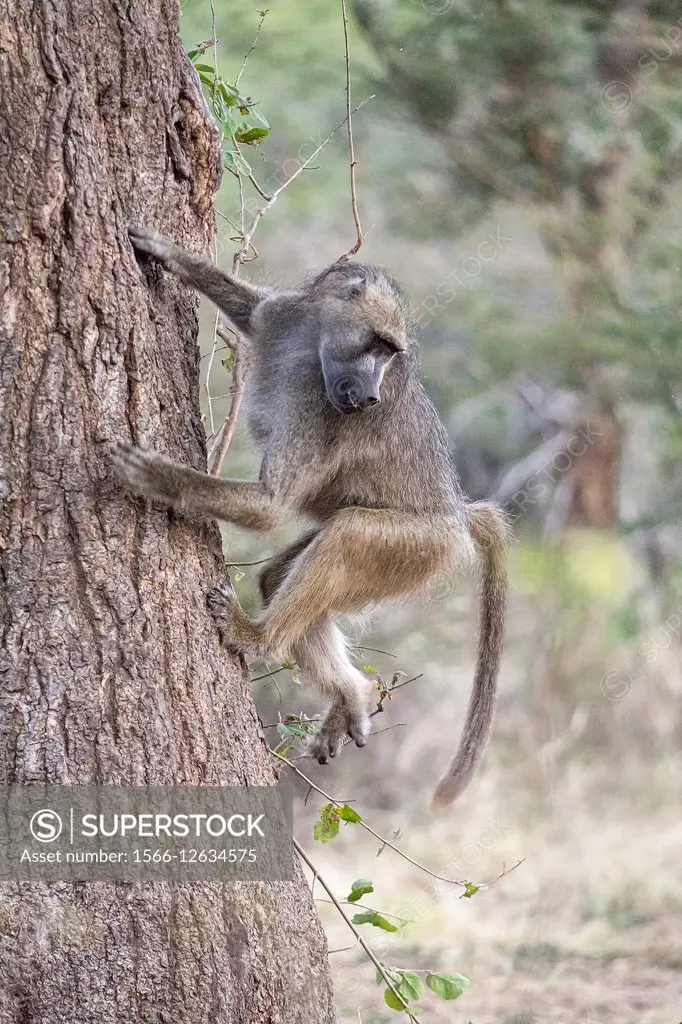 baboon. hwange national park.