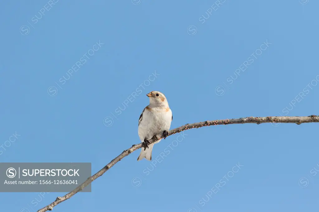 Snow bunting, Plectrophenax nivalis, sitting on a branch with blue sky in background, Gällivare, Swedish Lapland, Sweden.