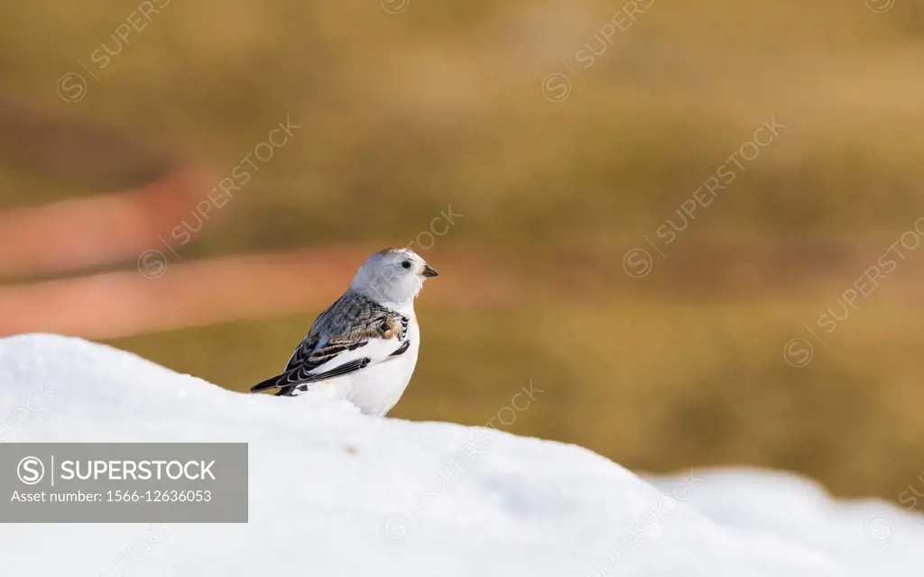 Snow bunting, Plectrophenax nivalis, sitting on snow with colorful clear background, Gällivare, Swedish Lapland, Sweden.