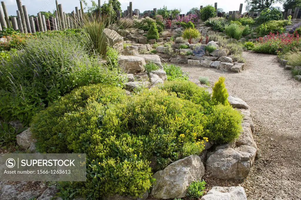 Gravel path leading through the rock garden planted with drought resistance plants, Kent England.