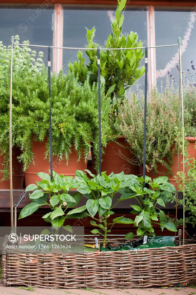 Terrace gardening - grow your own vegetables and herbs in containers, London England.