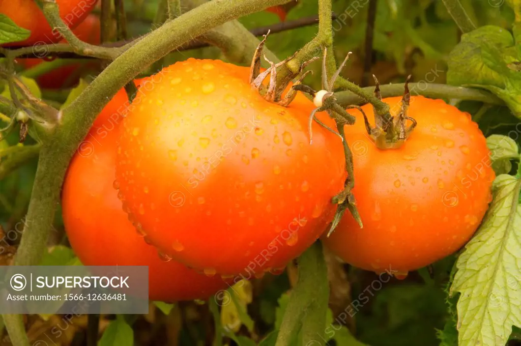 Tomato, Marion County, Oregon.