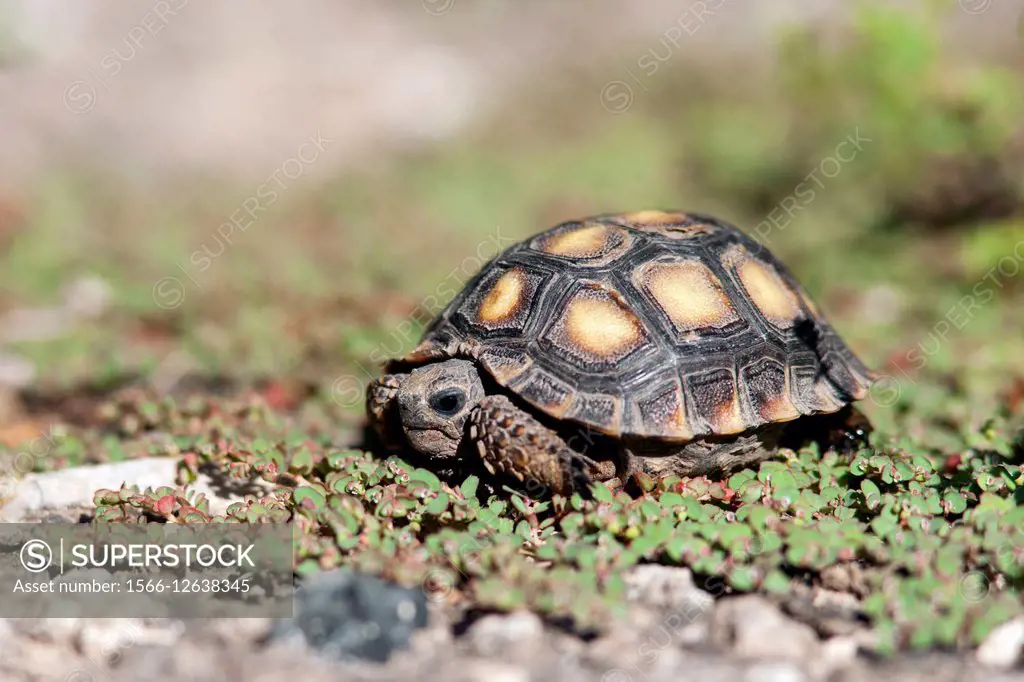 Juvenile Texas Tortoise (Gopherus berlandieri) - Camp Lula Sams - Brownsville, Texas USA.