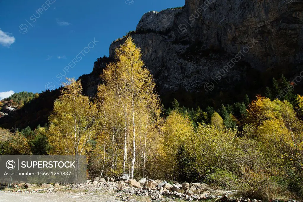 Fall, Autumn Foliage and colors in forests of the Spanish Pyrenees, Huesca, Aragon, Spain