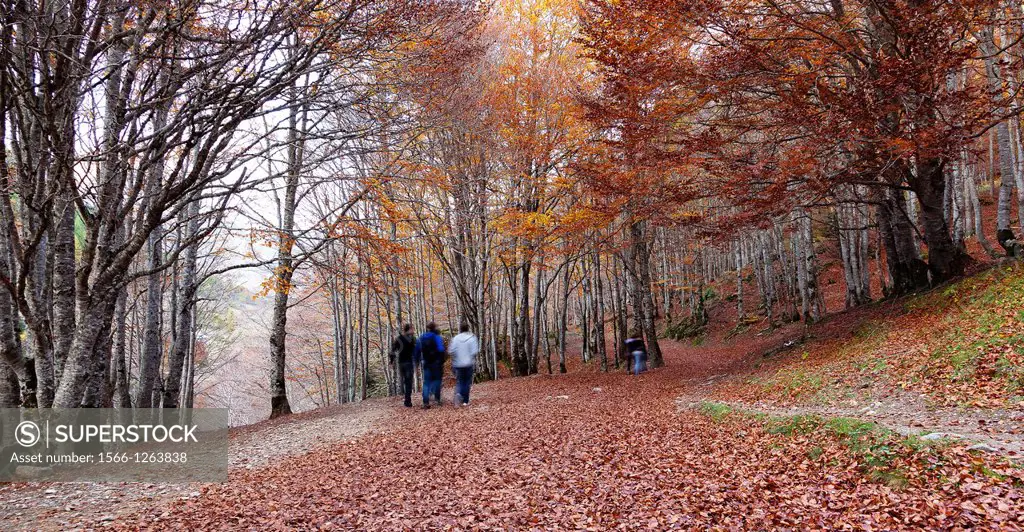 Fall, Autumn Foliage and colors in forests of the Spanish Pyrenees, Huesca, Aragon, Spain