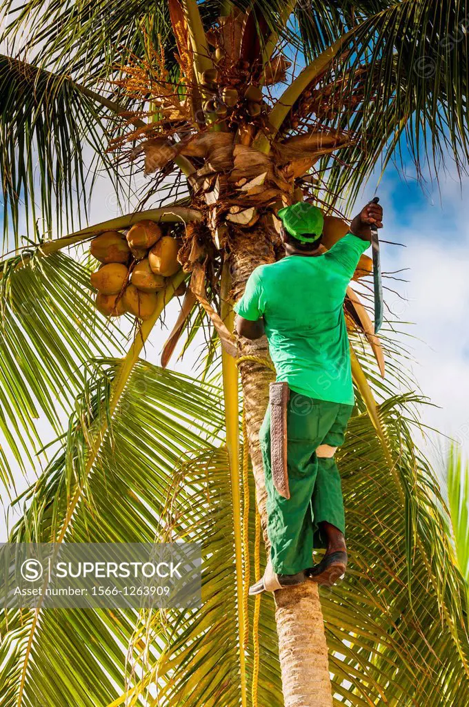 man climbing palm tree to cut down coconuts, Dominican Republic, Punta Cana, Caribbean