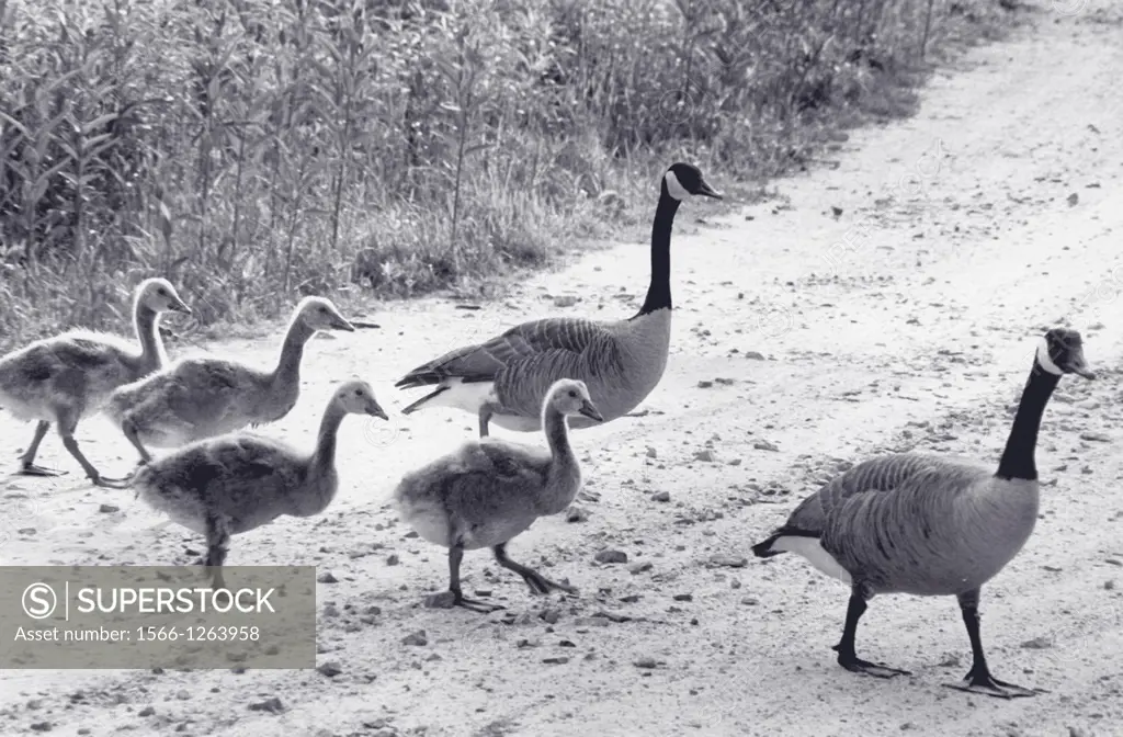Family of Canada geese (Branta canadensis), New York, USA