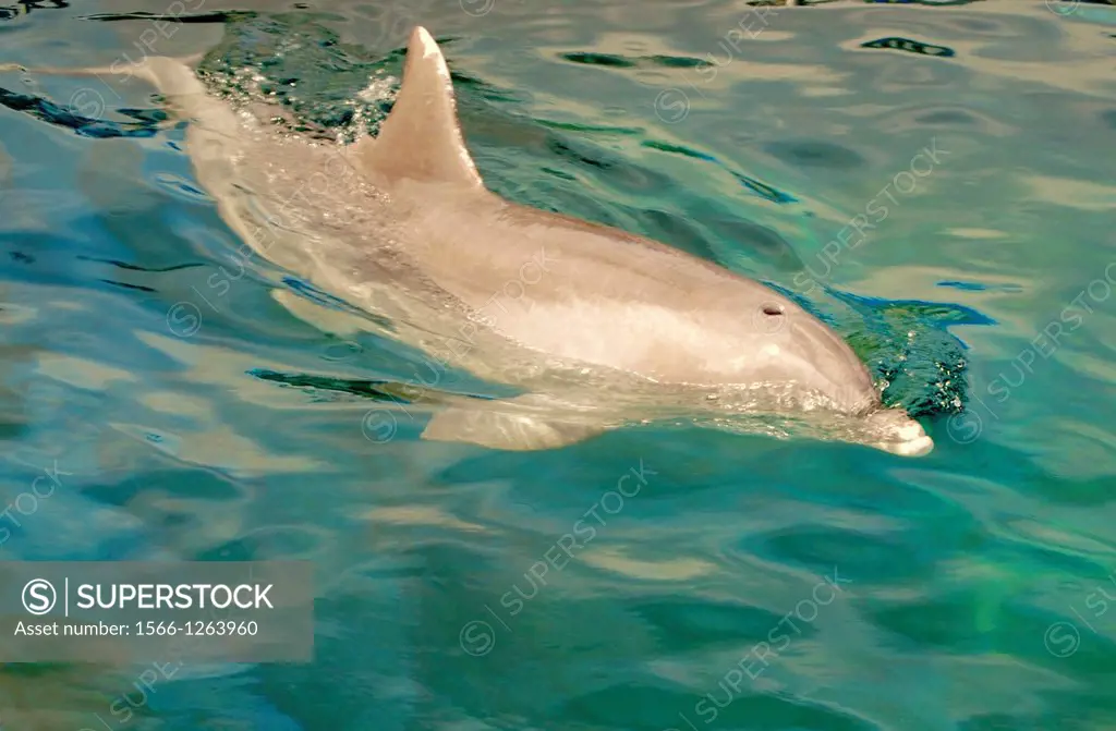 Bottlenose dolphin (Tursiops truncatus), Hawaii, USA