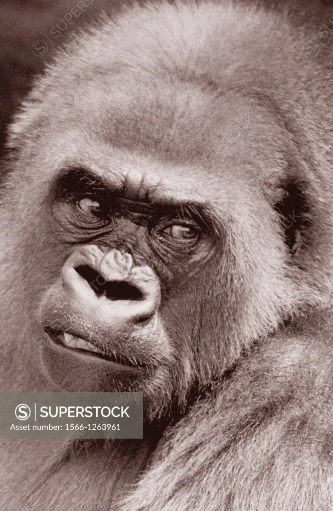 gorilla portrait Gorilla gorilla, zoo, Albuquerque, New Mexico