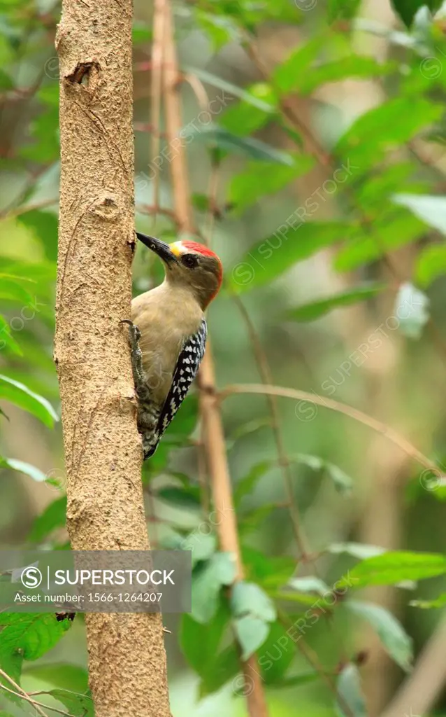 Red-crowned Woodpecker, Venezuela