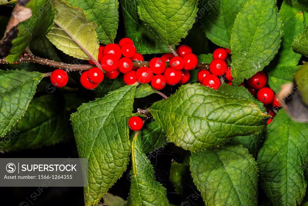 Sparkle berry holly Ilex verticulata Red Berries and Leaves, Corolla, NC, USA