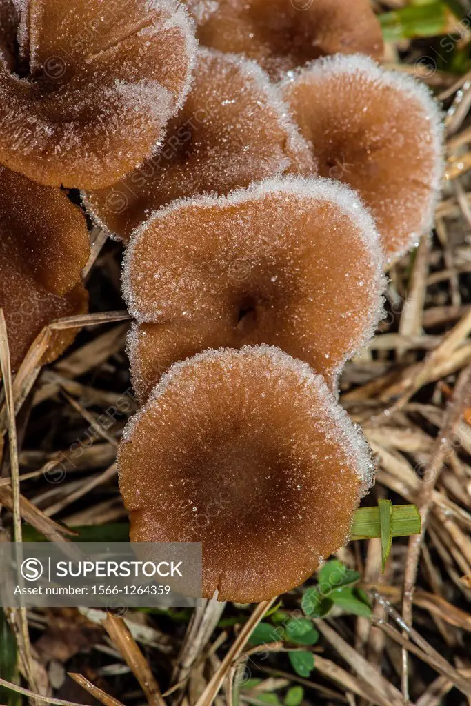 Chanterelle Mushrooms Cantharellus tubaeformis with Morning Frost, Corolla, NC, USA