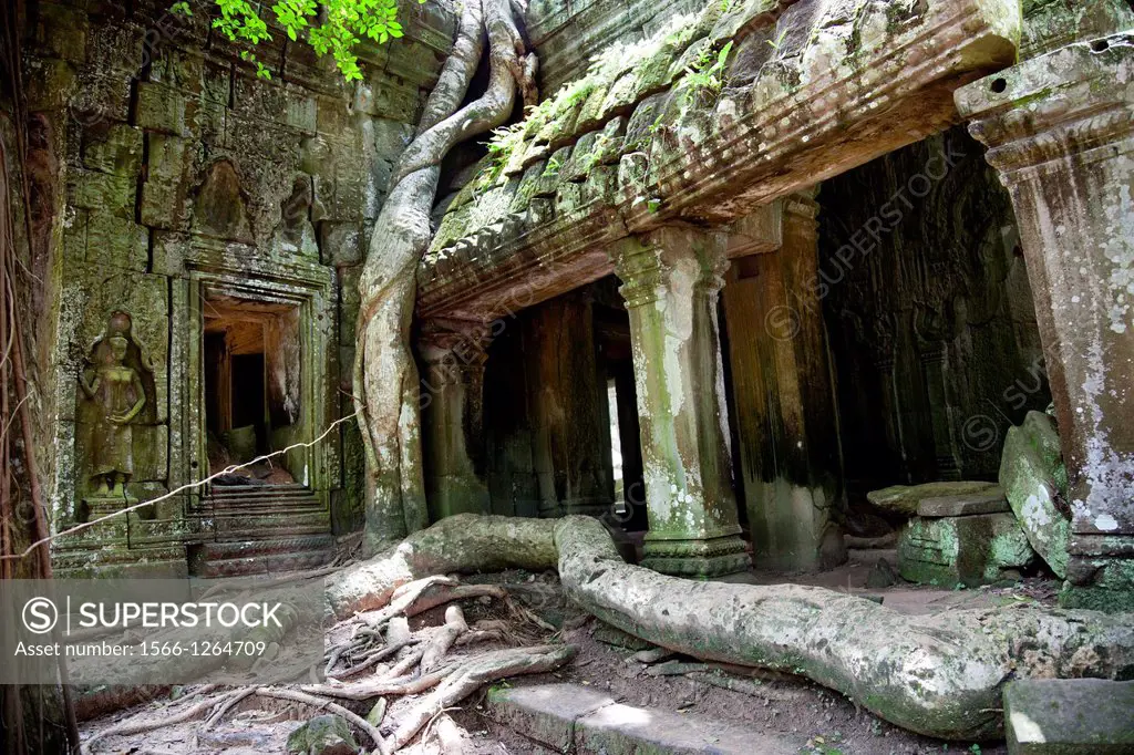 Temples of Angkor  Ta Prohm