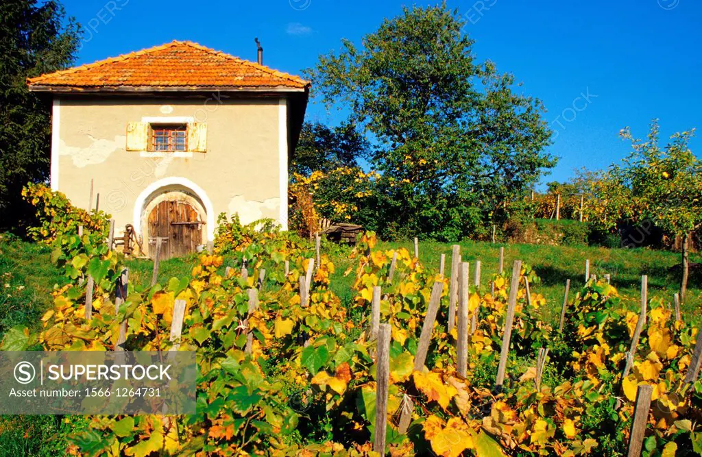 Old rural house used as wine cellar in vineyards near Bohunice, Hont region, Slovakia