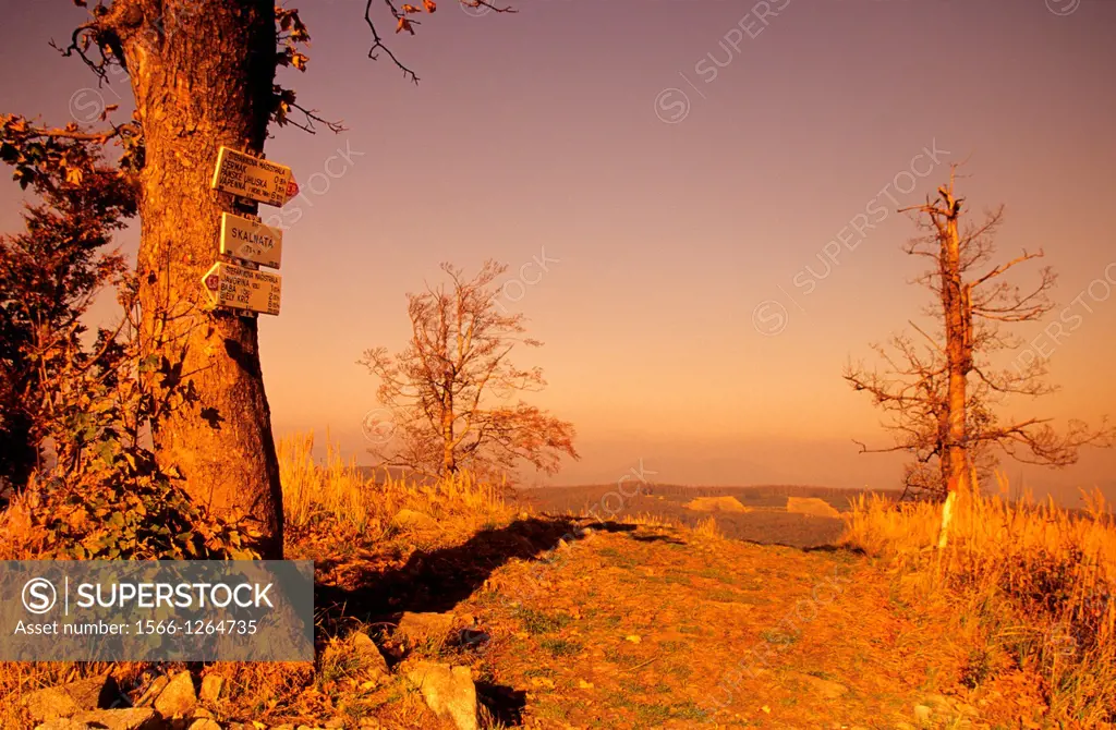 Solitary tree on the summit of Skalnata used as tourist signpost, Male Karpaty, Slovakia