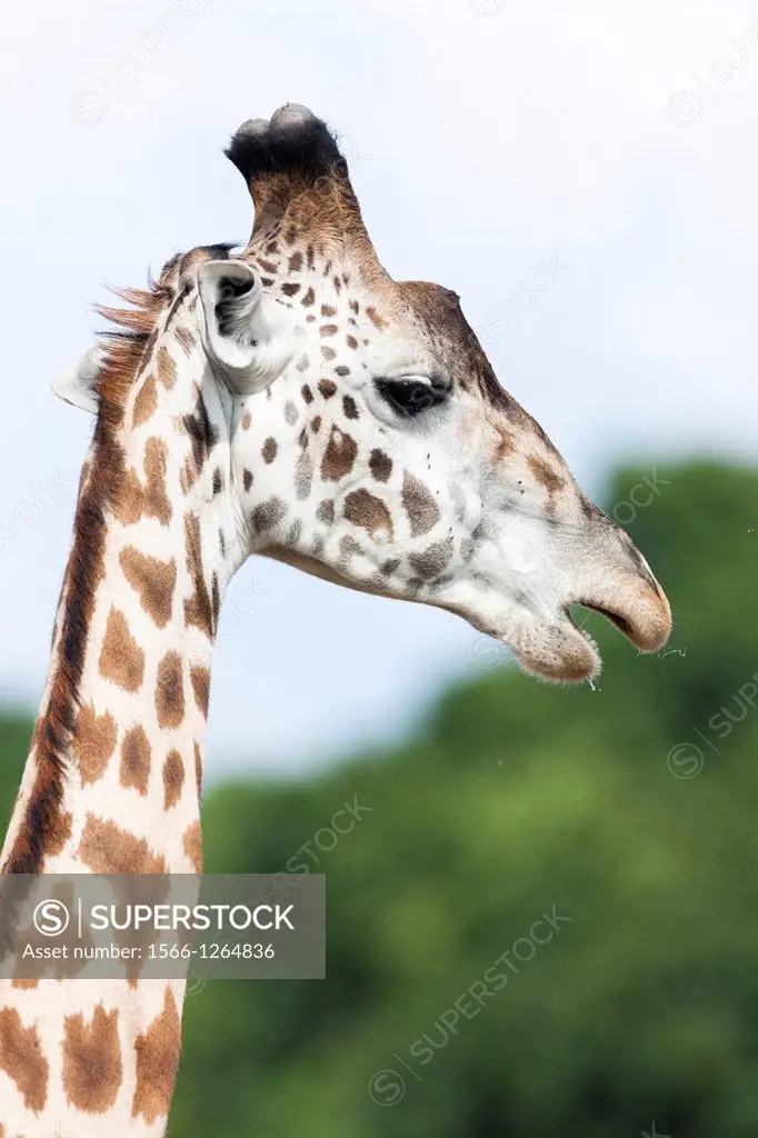 Giraffe giraffa camelopardalis, subspecies Masai Giraffe Giraffa Camelopardalis Tippelskirchi in the Masai Mara Maasai Mara game reserve  Africa, East...