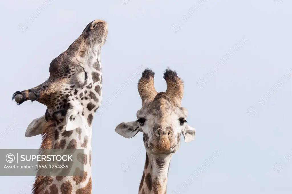 Giraffe giraffa camelopardalis, subspecies Masai Giraffe Giraffa Camelopardalis Tippelskirchi in the Masai Mara Maasai Mara game reserve  Two bulls ne...