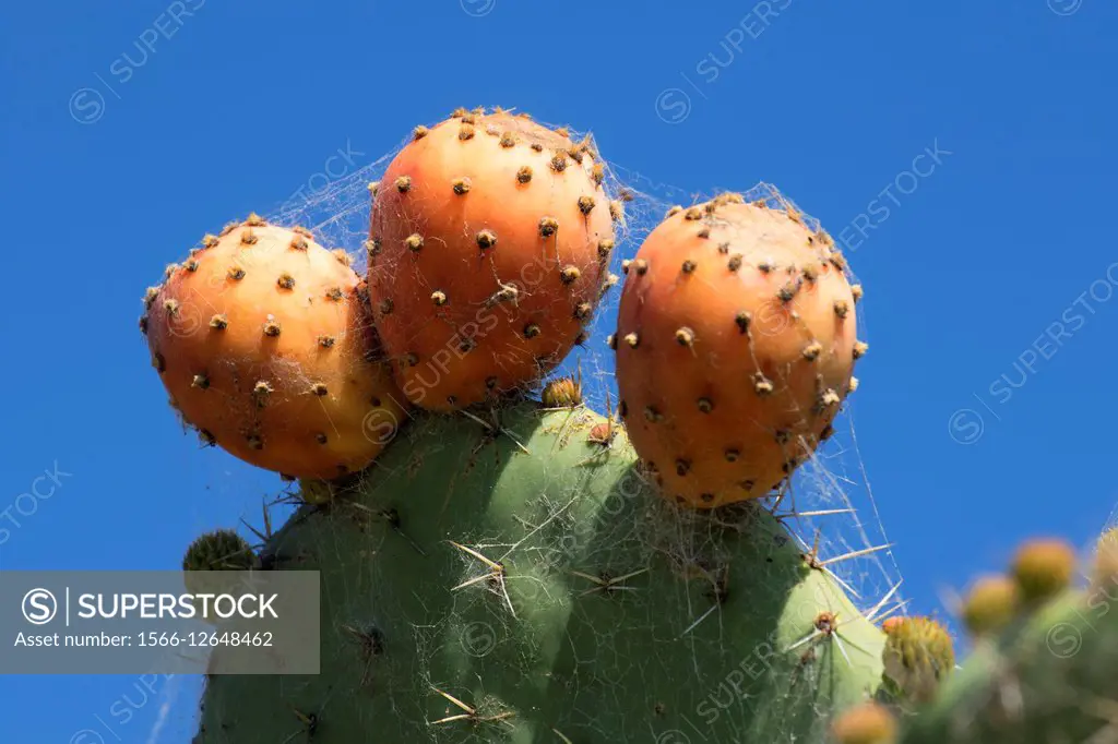 Prickly pear cactus, Mission San Juan Bautista, San Juan Bautista, California.