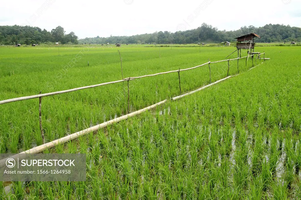 Screen of Paddy field in borneo, Sarawak, Malaysia