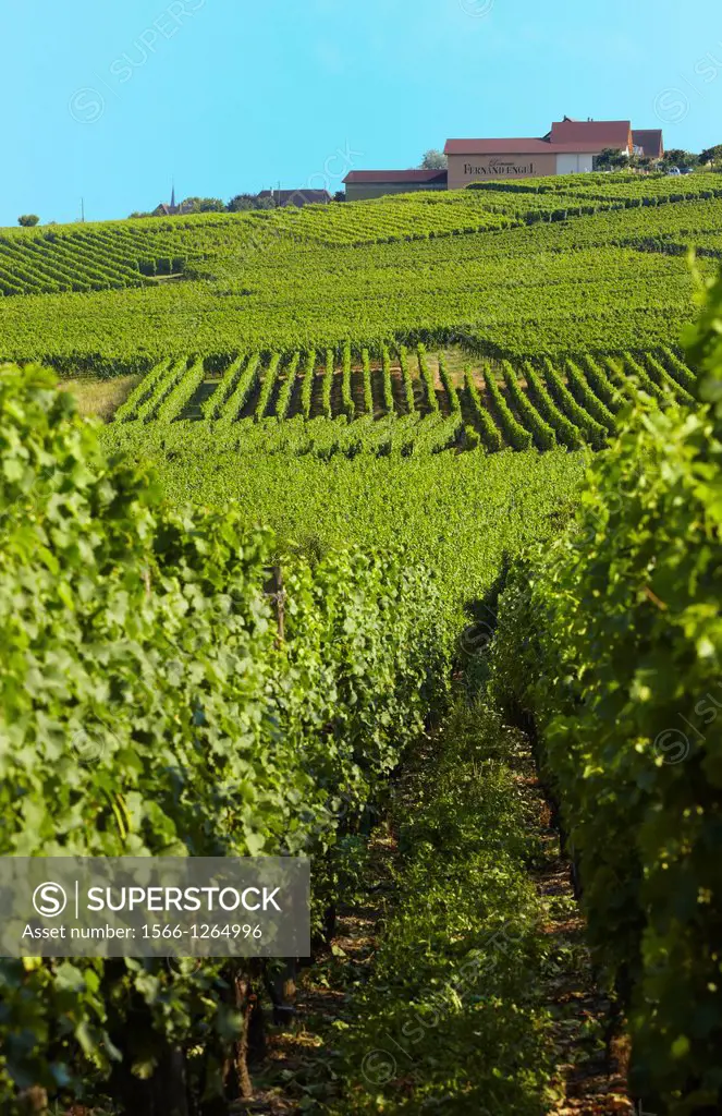 Fernand Engel organic winery and vineyards  Rorschwihr  Alsace Wine route  Haut-Rhin  Alsace  France