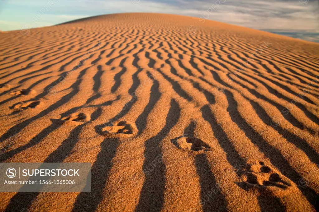 animal track on the Algodones Dunes or Imperial Sand Dunes, Imperial County, California, United States of America, USA