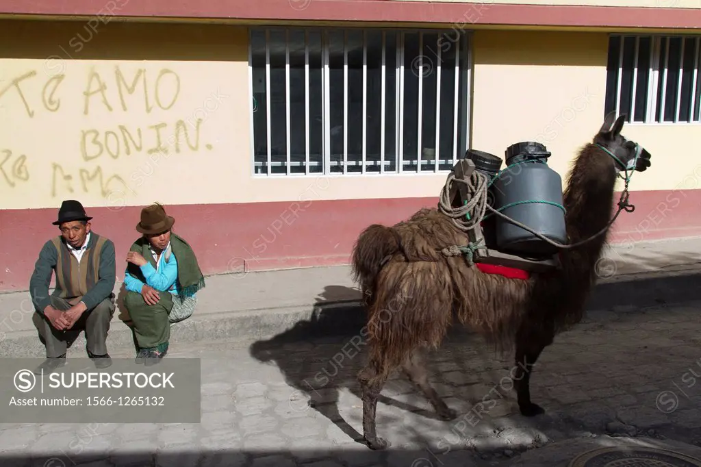 Ecuador, Salinas, Cheese Factory, delivery of fresh milk with llama.