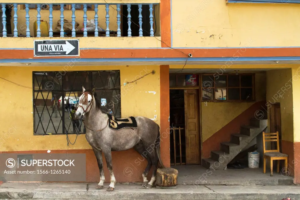 Ecuador, Salinas, horse in the main square.