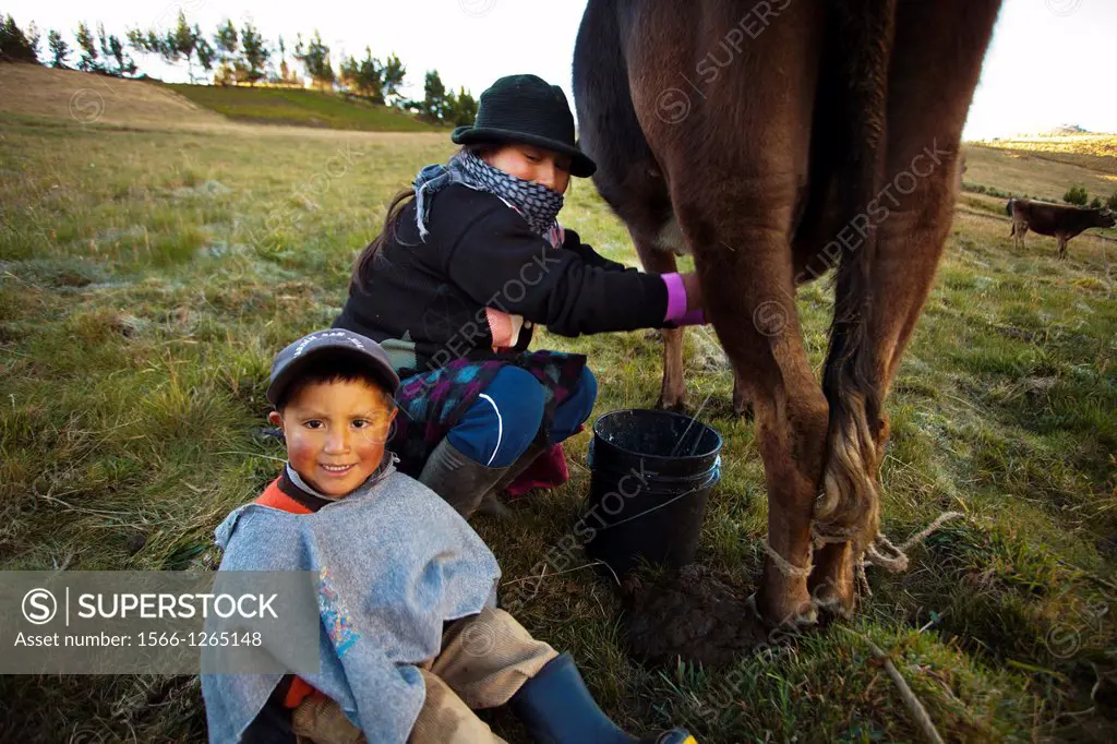 Ecuador, Salinas, Jimena Tualombo milking and her son.
