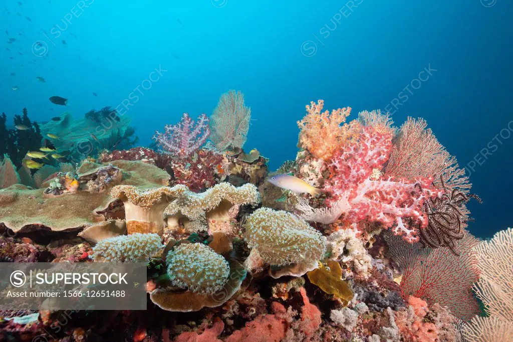 Coral Reef Scenery, Florida Islands, Solomon Islands.