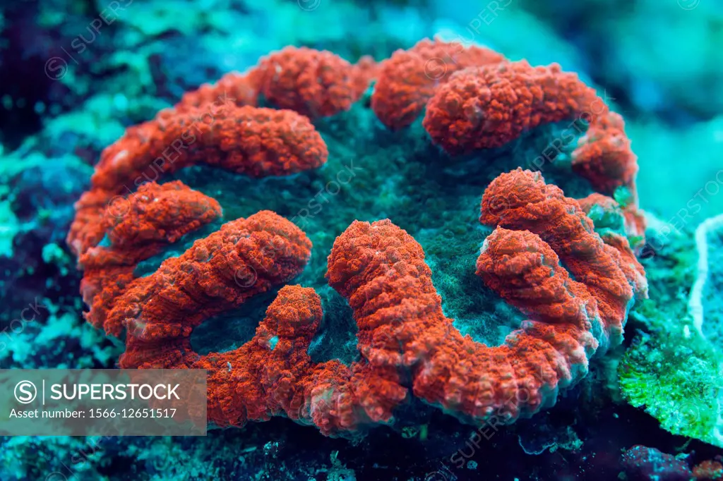 Fluorescent Coral, Lobophyllia sp. , Florida Islands, Solomon Islands.