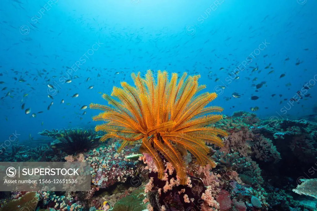 Crinoid in Coral Reef, Florida Islands, Solomon Islands.
