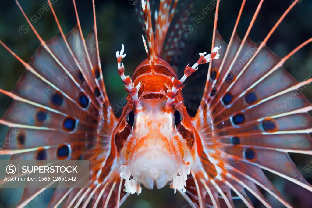 Spotfin Lionfish, Pterois antennata, Florida Islands, Solomon Islands.