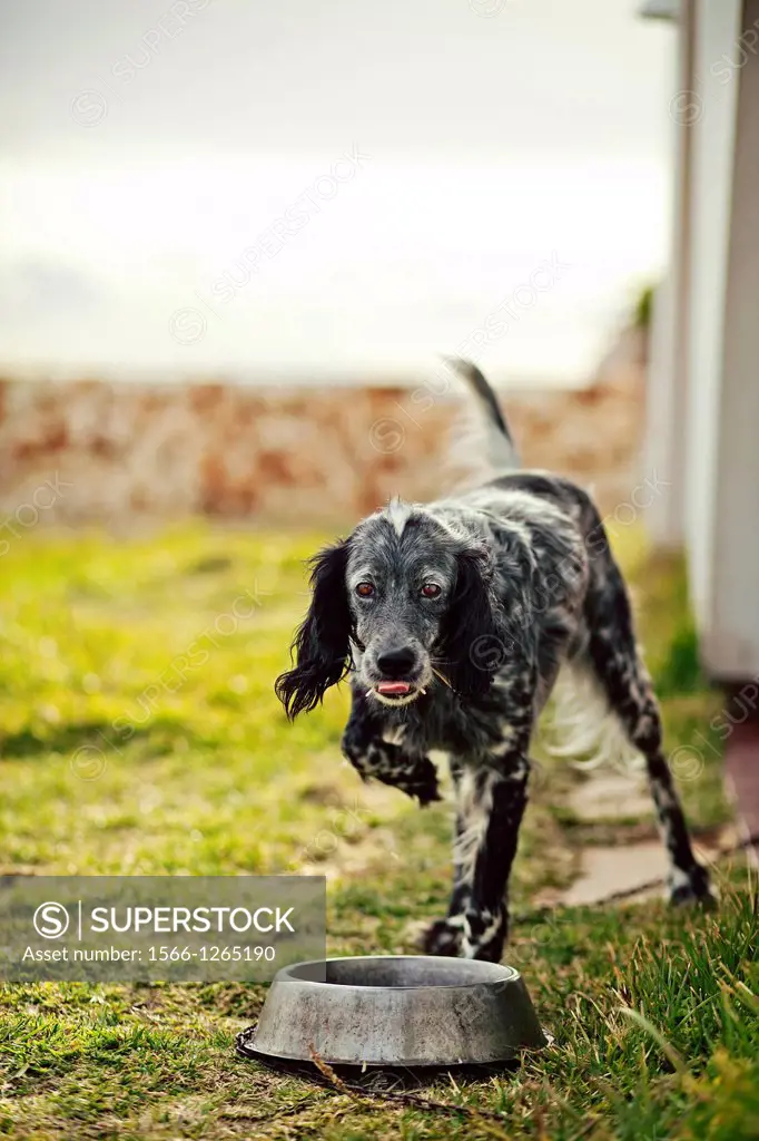 English setter with leg up in front of his water bowl