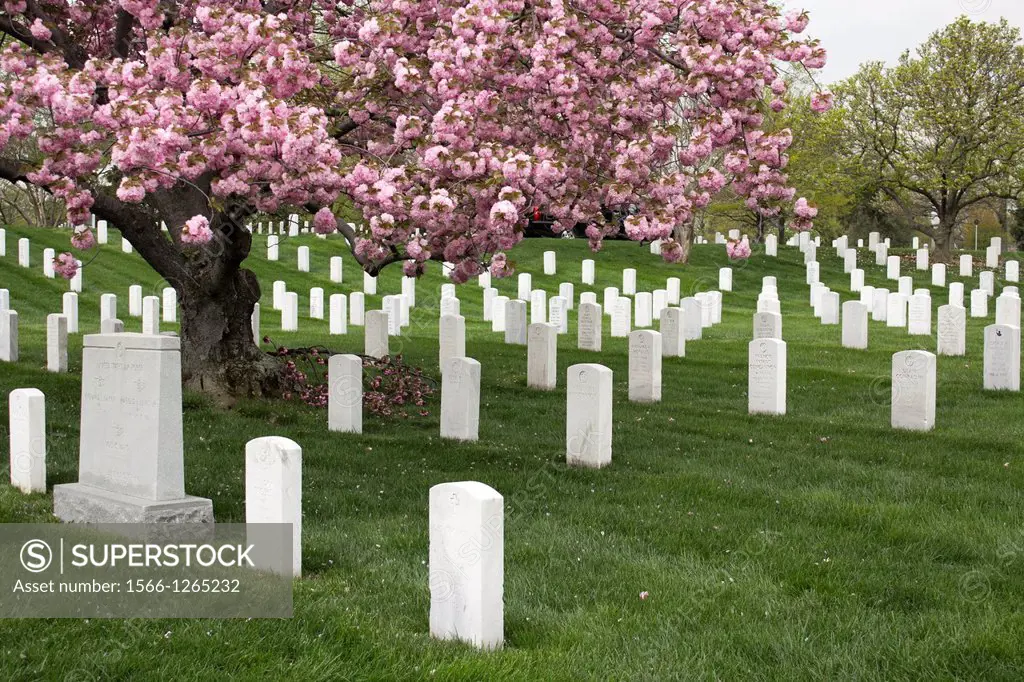 Cherry Trees Blossoming at Arlington National Cemetery, Arlington County, Virginia, USA