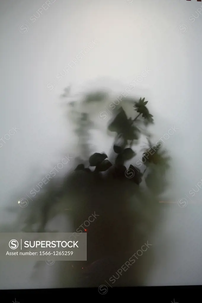 abstract view of pot plant through frosted glass window at night