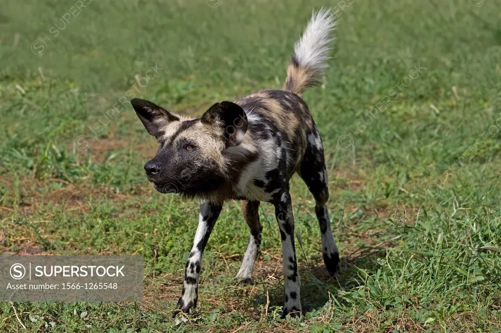 AFRICAN WILD DOG lycaon pictus IN NAMIBIA
