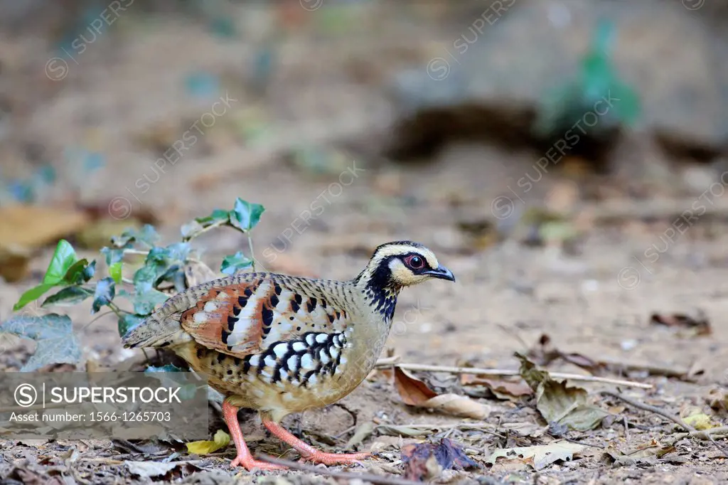 Bar-backed Partridge Arborophila brunneopectus searching for food in the forest floor  Kaeng Krachan National Park  Thailand