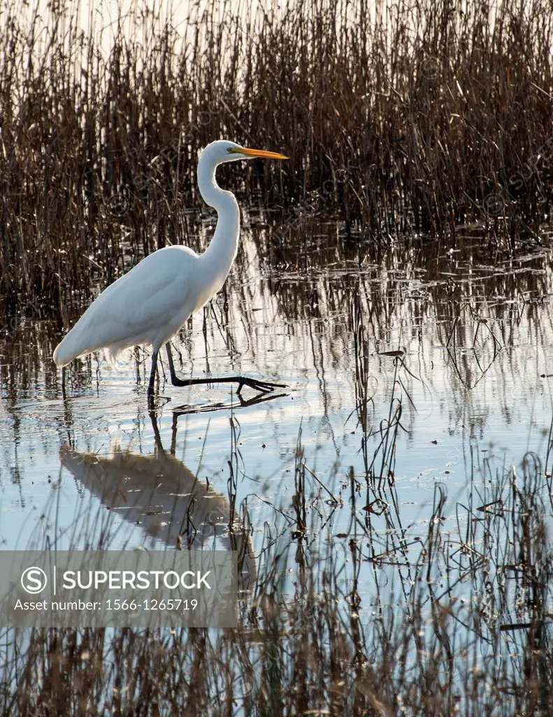 An egret steps carefully in search of prey