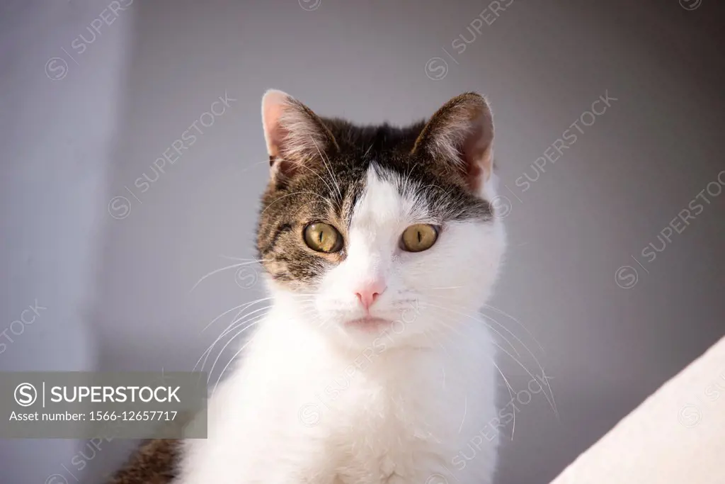 White and gray cat looking at camera