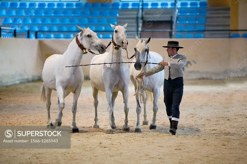 Equestrian test functionality with 3 pure Spanish horses, also called cobras 3 Mares, Spain