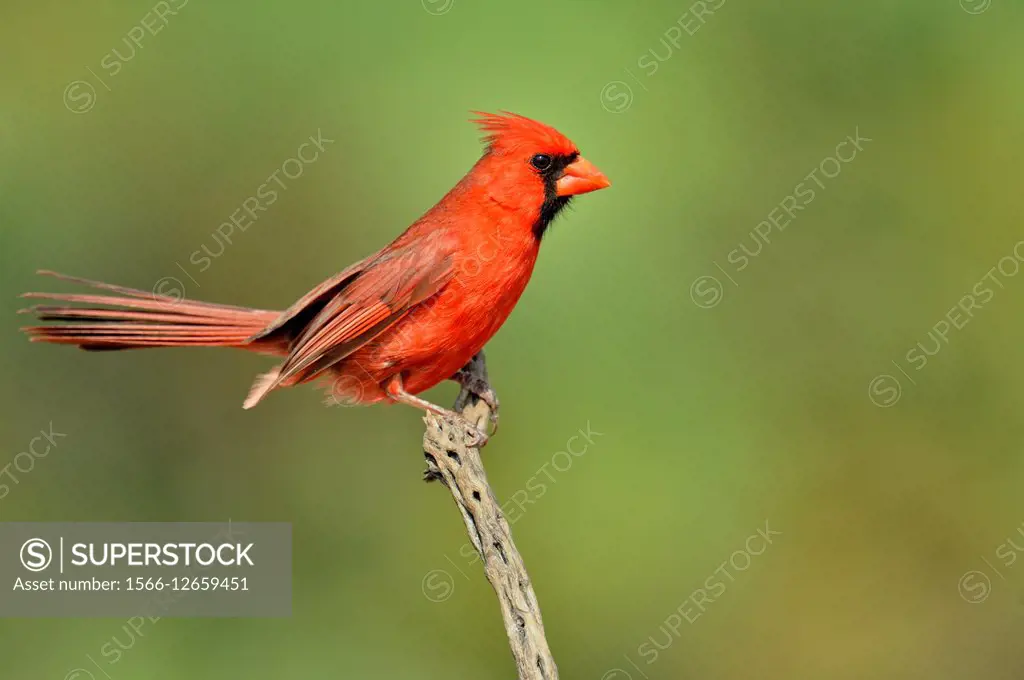 Northern Cardinal (Cardinalis cardinalis) Male, Rio Grande City, Texas, USA.