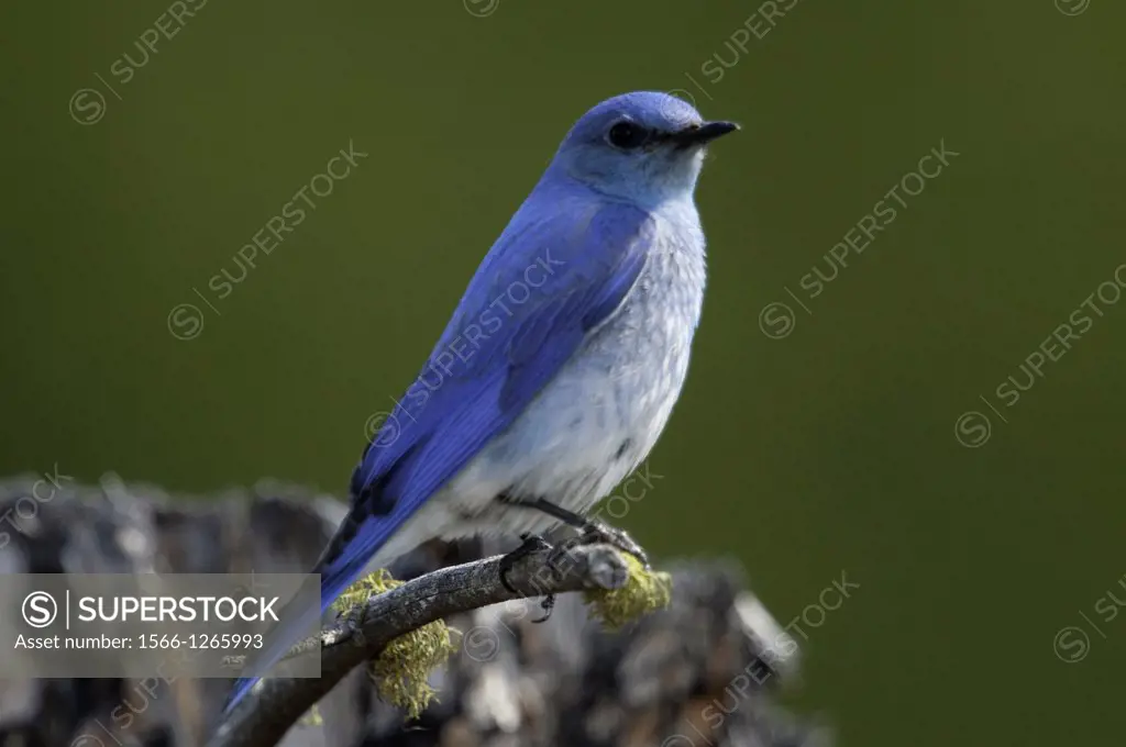 The Mountain Bluebird is migratory  Their range varies from Mexico in the winter to as far north as Alaska, throughout the western U S  and Canada  No...