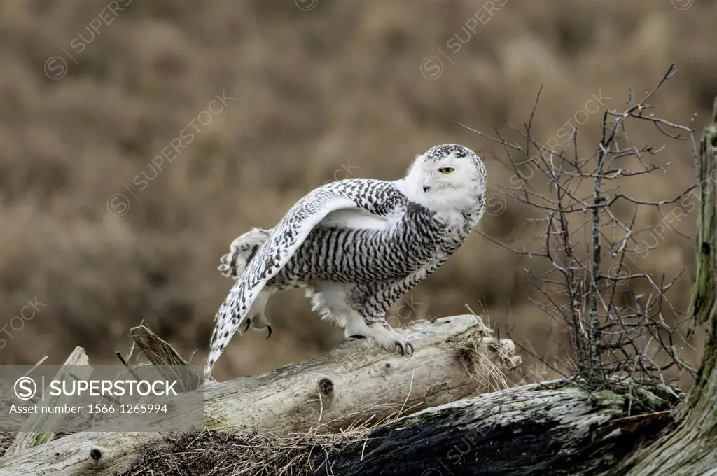 The Snowy Owl is a large owl of the typical owl family Strigidae  Its thick plumage, heavily feathered taloned feet, and coloration render the Snowy O...