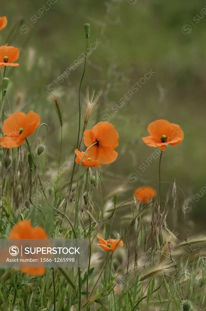 California Poppy  Eschscholzia californica  is a species of flowering plant in the family Papaveraceae, native to the United States and Mexico, and th...