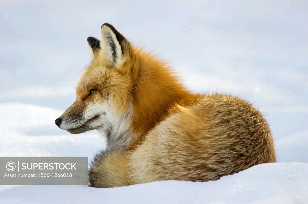 Adult red fox Vulpes vulpes Curls up and goes to sleep after hunting by the roadside at Yellowstone National Park. Mammoth Hot Springs, Wyoming, USA