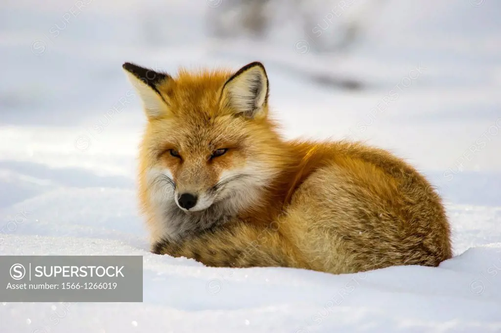 Adult red fox Vulpes vulpes Curls up and goes to sleep after hunting by the roadside at Yellowstone National Park. Mammoth Hot Springs, Wyoming, USA